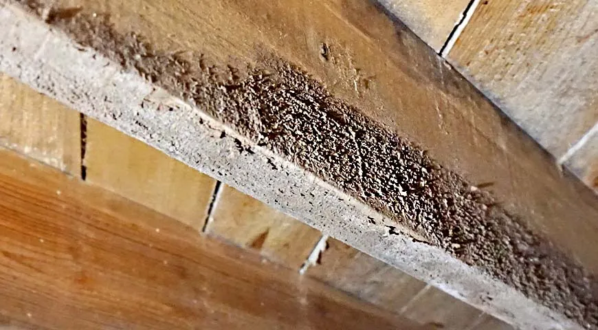 Clean joists and subfloor after mold remediation